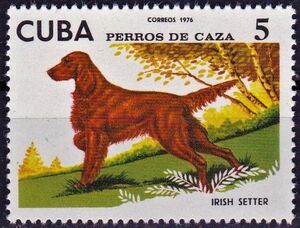 Irish Setter (Canis lupus familiaris)