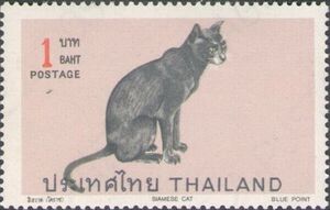 Siamese Cat (Felis silvestris catus)