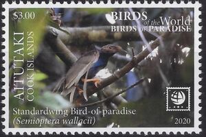 Standardwing Bird of Paradise (Semioptera wallacii)