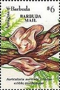 Auricularia auricula-judae - Overprinted