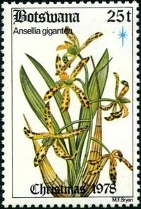 Ansellia africana (syn. Ansellia gigantea)