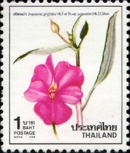 Impatiens griffithii