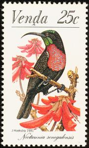 Scarlet-chested Sunbird (Chalcomitra senegalensis)