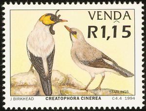 Wattled Starling (Creatophora cinerea)