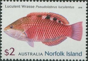 Luculent wrasse (Pseudolabrus luculentus)