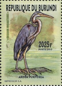 Purple Heron (Ardea purpurea)
