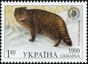 Wildcat (Felis silvestris)