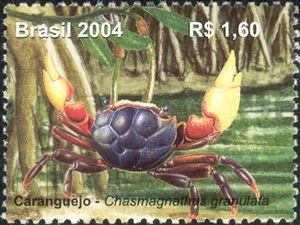 Burrowing Crab (Chasmagnathus granulata)