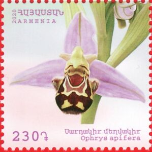 Bee Orchid (Ophrys apifera)