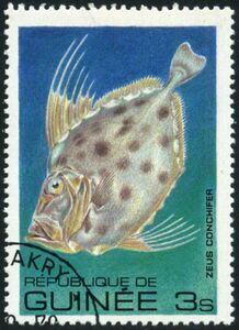 Silvery John Dory (Zeus conchifer)