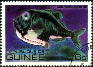 Hatchetfish (Argyropelecus sp.)