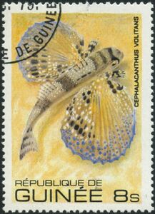 Flying Gurnard (Cephalacanthus volitans)