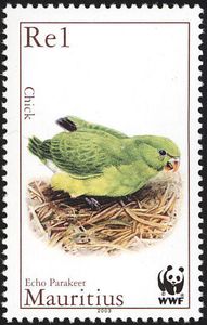 Mauritius Echo Parakeet (Psittacula echo)
