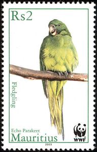 Mauritius Echo Parakeet (Psittacula echo)