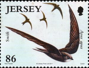 Common Swift (Apus apus)