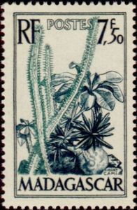 Elephant's Foot Plant (Pachypodium rosulatum)