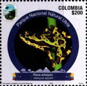 Harlequin Frog (Atelopus spurrelli)