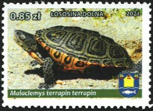 Malaclemys terrapin