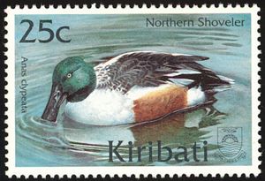 Northern Shoveler (Anas clypeata)