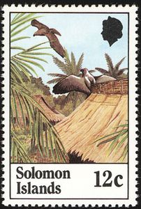 Sanford's Sea-eagle (Haliaeetus sanfordi)