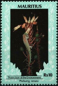 Mauritius Ornate Day Gecko (Phelsuma ornata)