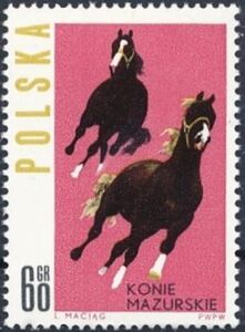 Horses from Mazury Region (Equus ferus caballus)