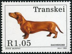Dachshund (Canis lupus familiaris)