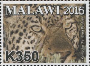 Leopard (Panthera pardus)