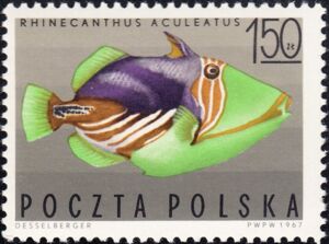 Lagoon Triggerfish (Rhinecanthus aculeatus)