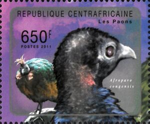 Congo Peafowl (Afropavo congensis)