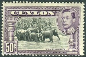 Indian elephants (Elephas maximus)