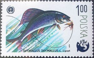 Grayling (Thymallus thymallus)