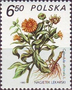 Marigold (Calendula officinalis)