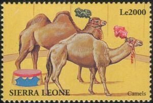 Camels