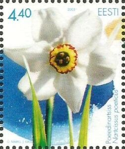 Pheasant's Eye Daffodil (Narcissus poeticus)