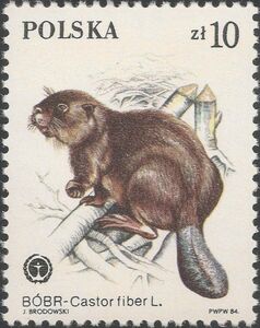 Eurasian Beaver (Castor fiber)