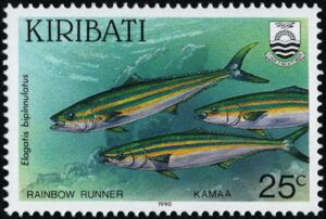 Rainbow Runner (Elagatis bipinnulatus)