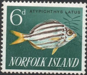 Eastern Footballer (Atypichthys latus)