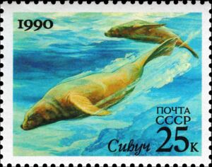 Steller's Sea Lion (Eumetopias jubata)