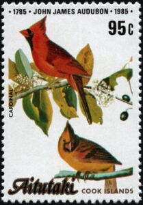 Northern Cardinal (Cardinalis cardinalis)