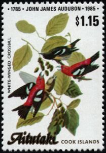 White-winged Crossbill (Loxia leucoptera)