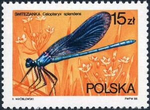 Banded Demoiselle (Calopteryx splendens)