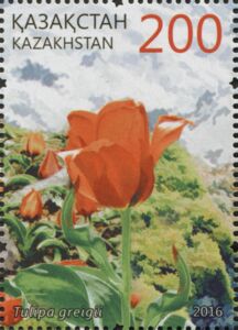 Tulip (Tulipa greigii)