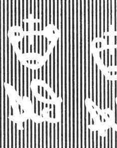 Tree lupin (Lupinus arboreus)