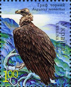 Cinereous Vulture (Aegypius monachus)