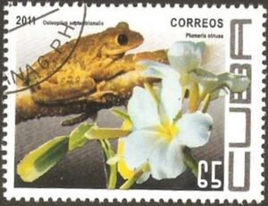 Cuban Tree Frog (Osteopilus septentrionalis) + Frangipani
