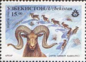 Tian Shan Argali (Ovis ammon karelini)