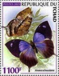 Great Leafwing (Anaea schausiana)