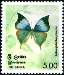 Ceylon Blue Oakleaf (Kallima philarchus)