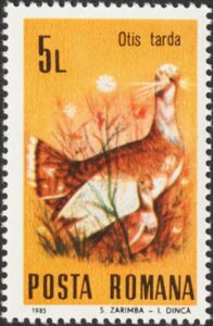 Great Bustard (Otis tarda)